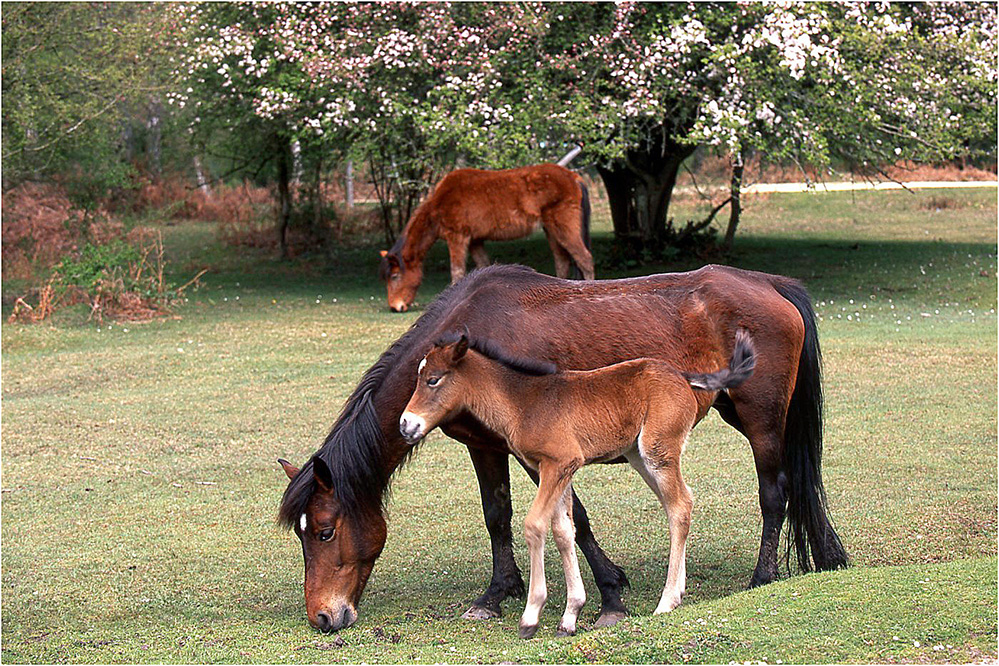 Spring New Forest Pony Family